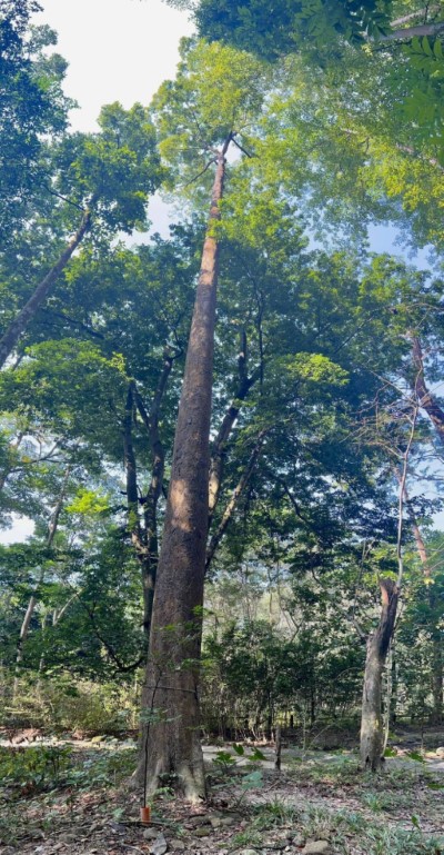 生長在樹木園內，胸徑約83.5 cm